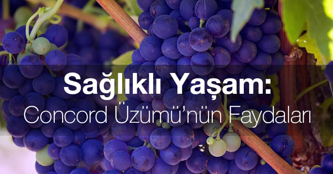 Sağlıklı Yaşam: Concord Üzümü’nün Faydaları